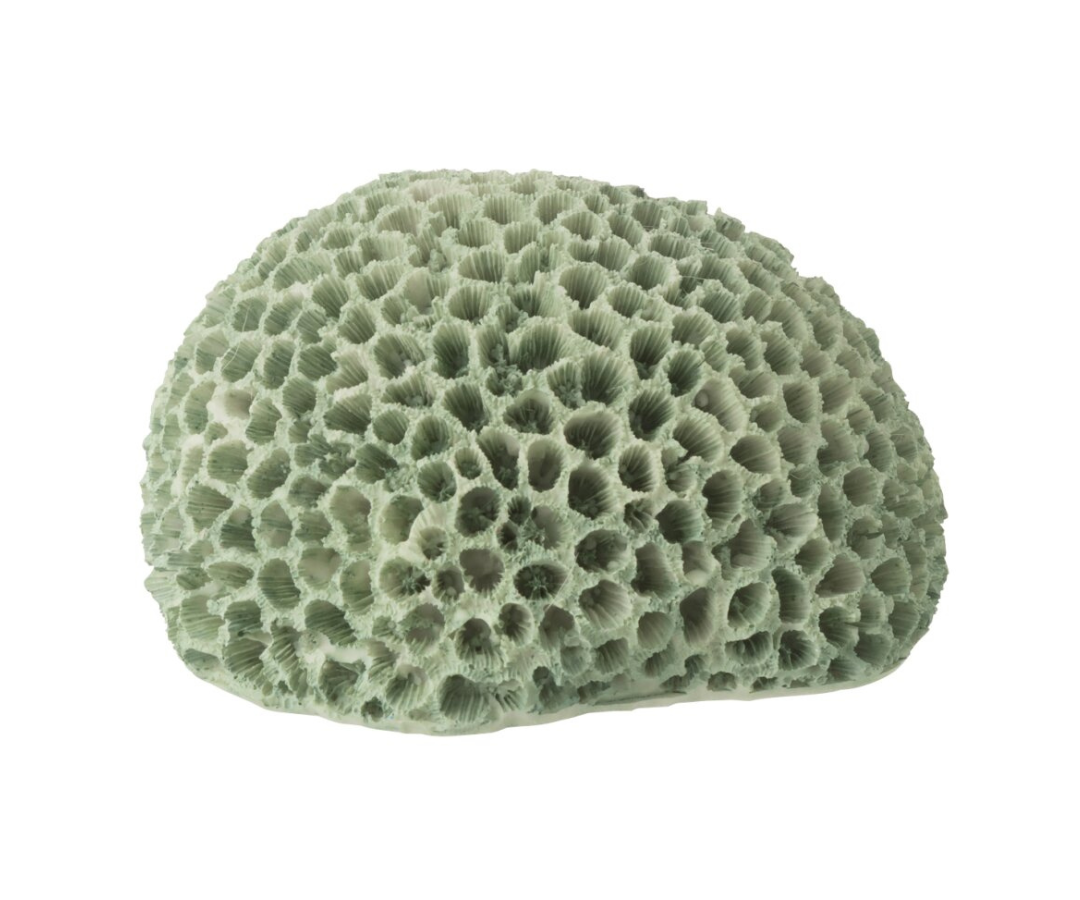60025 Decoratief Koraal Polyresin Mintgroen Decoratief Koraal Polyresin Mintgroen