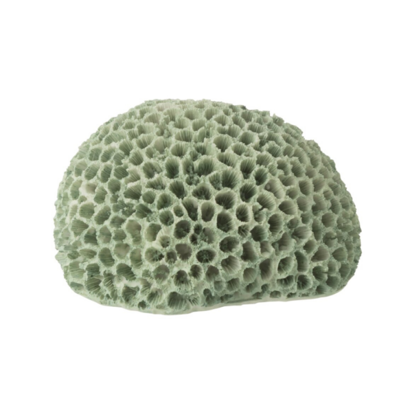 Decoratief Koraal Polyresin Mintgroen